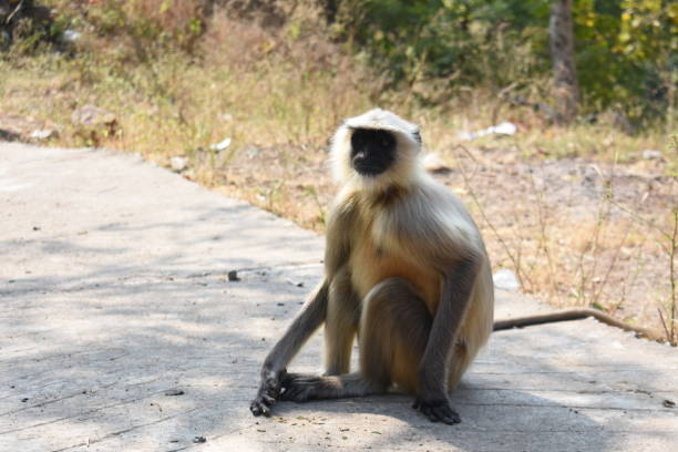 istock Black Face Monkey, Hanumanji MP India 1703895989
