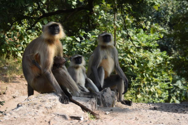 istock Black Face Monkey, Hanumanji MP India 1703895996
