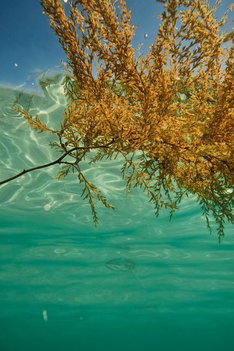 Under the sea surface looking upwards to floating seaweed in the clear blue seas at Pedn Vounder Beach, Cornwall on a bright June day.