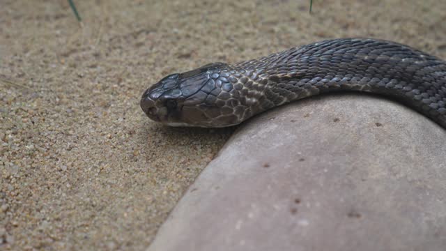 Close view of a Cobra