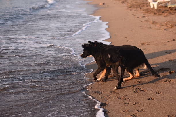 istock two dogs are playing on the seashore. 1703910578