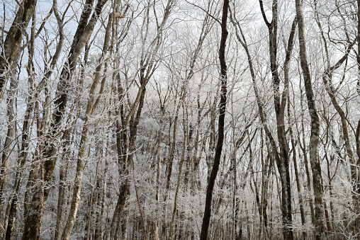 hoarfrost forest