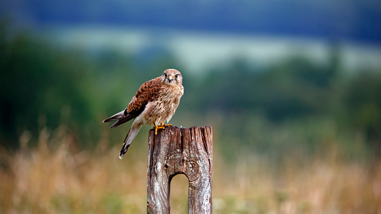 Female kestrel preening on a post in a field