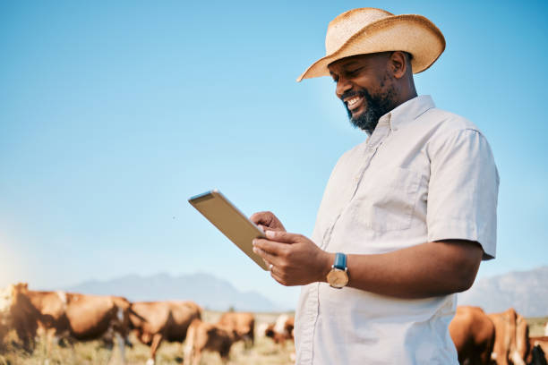 Happy black man, tablet and animals in agriculture, farming or sustainability in the countryside. African male person smile on technology with live stock, cows or cattle for small business or produce stock photo