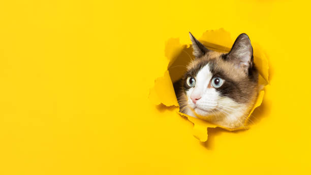 Portrait of cute cat breaking through hole in yellow paper background, panorama with free space, banner Portrait of cute cat breaking through hole in yellow paper background, panorama with free space. Animal food or veterinary clinic advertisement concept, banner pics for cat staring at wall stock pictures, royalty-free photos & images