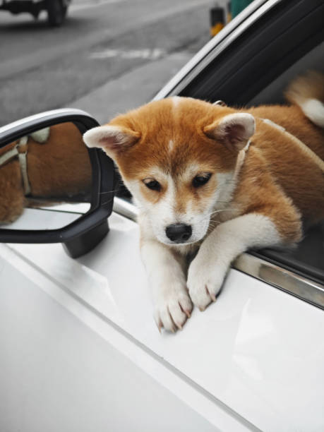 istock little dog lying at the car window 1703940089