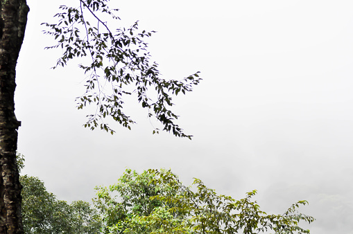 sky ,cloud ,tree and mountain or fog in blur background