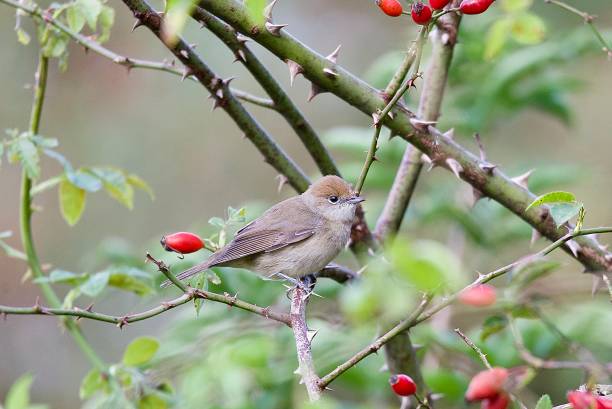 istock Female black cap bird perched on branches 1703962725