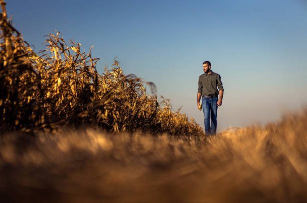 istock Young farmer walking in a corn field examining crop during sunset before harvest. 1703963826