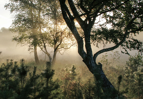 Misty sunrise over the moor area cold Brunssummerheide