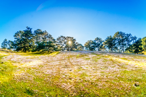 Dew, sunshine, rays in the pine forest of Da Lat, grass blooming pink flowers, beautiful colorful scenery of Da Lat