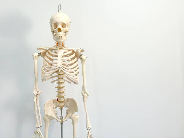 istock An artificial human skeleton in a laboratory classroom isolated on a white background. 1703967671