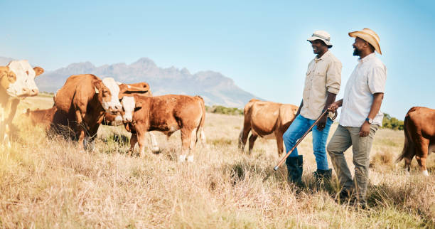 Cows, teamwork or black people on farm agriculture for livestock, sustainability or agro business in countryside. Men, dairy production or farmers farming a cattle herd or animals on grass field las vacas, el trabajo en equipo o los negros en la agricultura agrícola para la ganadería, la sostenibilidad o la agroindustria en el campo. hombres, productores de leche o granjeros que crían un rebaño de ganado o animales en campos de hierba