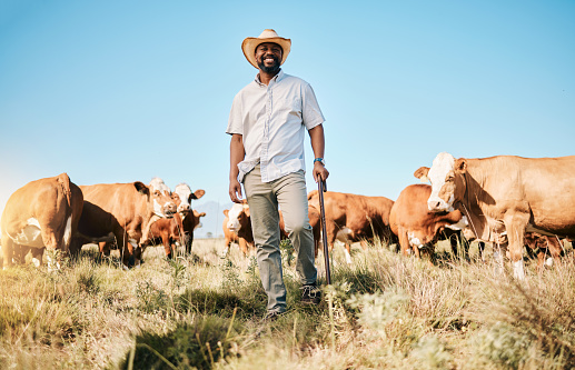 Happy black man, portrait and animals in farming, agriculture or sustainability in the countryside. African male person smile with natural cattle, live stock or cow herd on farm or field at the barn