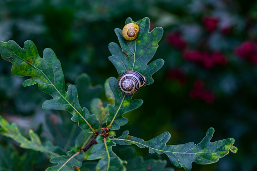 Oak tree and acorns with copyspace