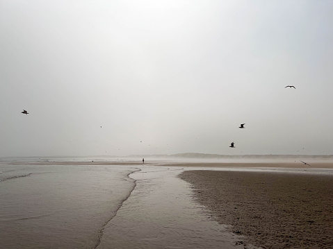 A wide shot of Beadnell beach in Northumberland, North East England. It is misty, there are several birds circling around and there is a person walking in the distance. The tide is covering part of the beach as it comes in.