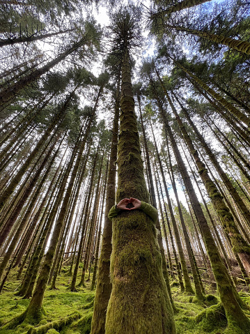 A low-angle shot of a dense forest near Oban in Scotland. The forest floor is covered in a green carpet of moss, the surface uneven with stones and tree trunks beneath. An unrecognisable person is standing behind the central tree with their arms wrapped around the trunk, their hands making a heart shape. The tree canopy and sky can be seen at the top of the frame.