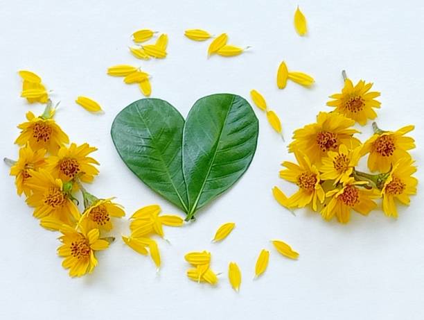 istock Many yellow flowers and green leaves. 1704015403