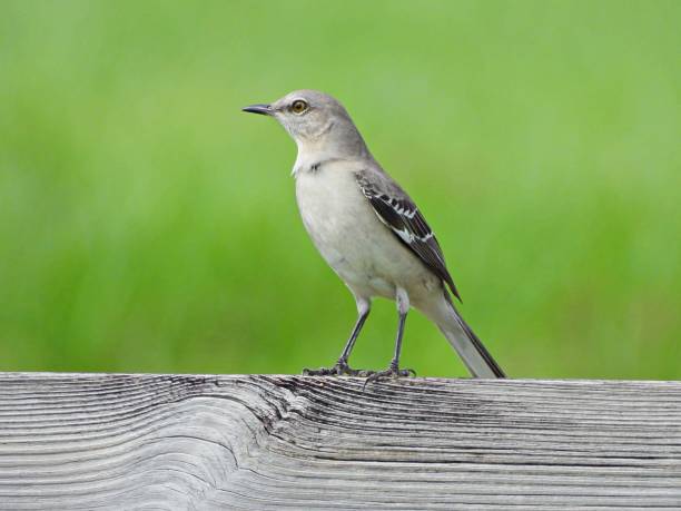 Northern Mockingbird (Mimus polyglottos) -perched on a wood post