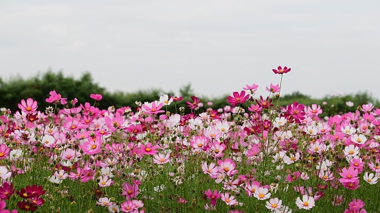 Cosmos flower field blooming in spring.