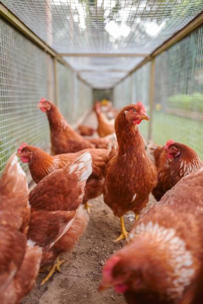istock Chickens walking happily on the farm 1704031507
