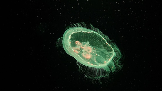 Moon jellyfish float on undersea.