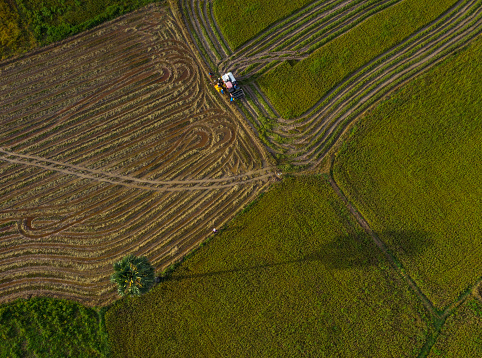Aerial view of rice harvesting season in An Giang province