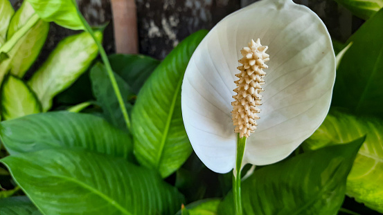 Spathiphyllum kochii is a type of ornamental plant in the Spathiphyllum genus.  This plant is known by the common name \