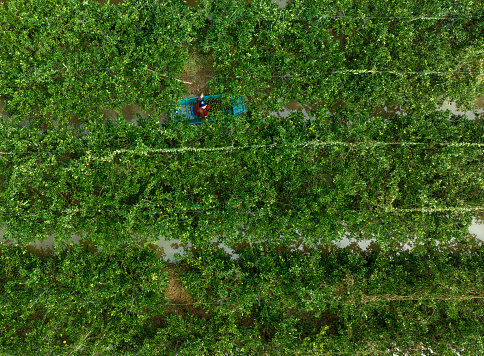 Aerial photo of the orange garden in harvest season, Vinh Long province