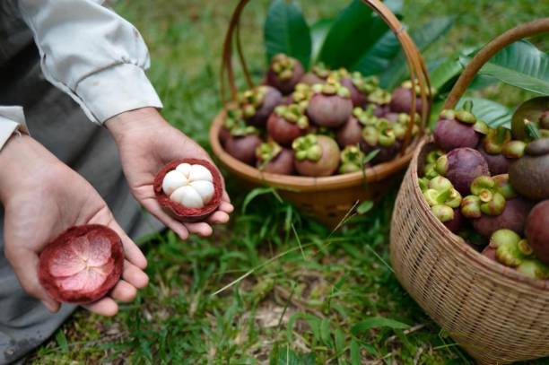 istock Mangosteen in a basket, freshly picked from the garden 1704052978