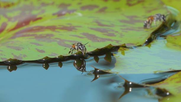 istock Bee eating water on lotus leaf. 1704056669