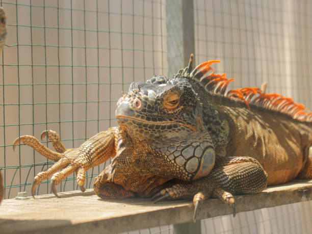 istock Iguana reptile in a cage 1704063937