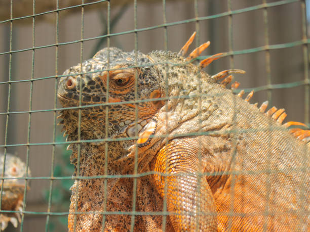 istock Iguana reptile in a cage 1704064462