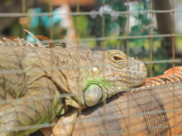 istock Iguana reptile in a cage 1704064608