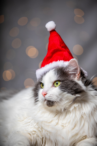 Photo of a funny cats face in santa hat on red background.