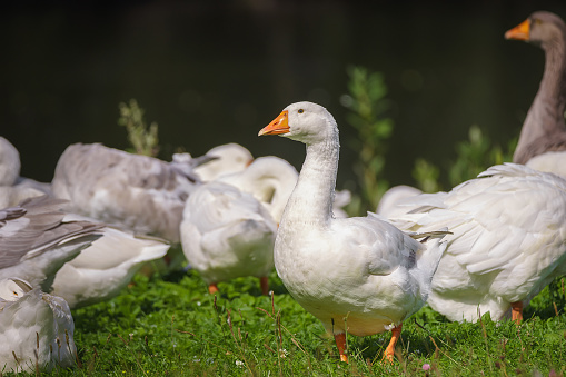 Flock of domestic geese on a green meadow. Summer green rural farm landscape. Geese in the grass, domestic bird, flock of geese