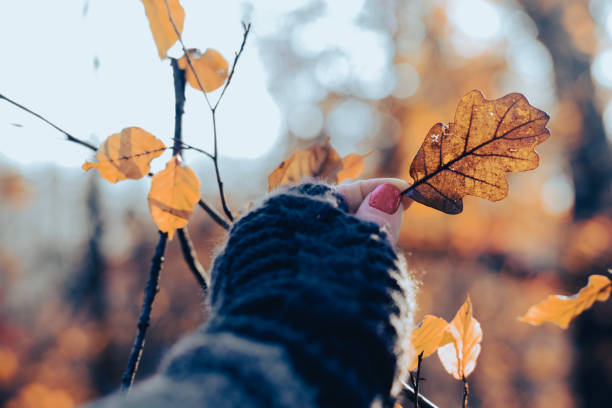 POV: The hand is holding a fallen autumn leaf.