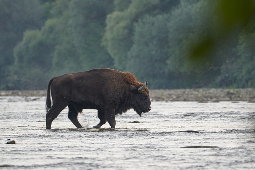 Beautiful specimen of male Bison in a river with a forested landscape in the Polish Carpathians, Europe