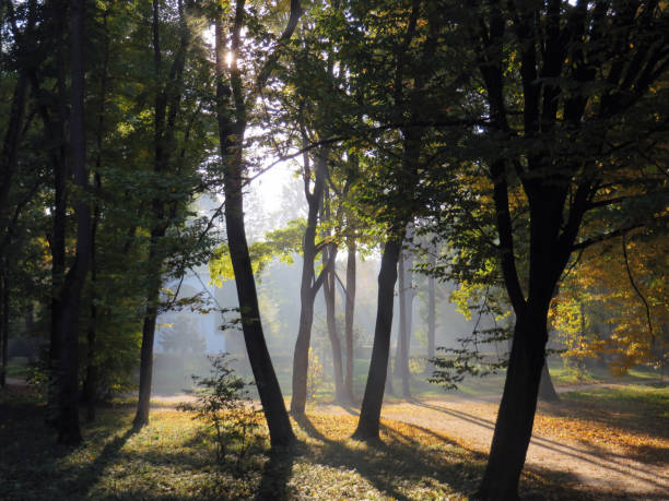 istock early morning fog in the forest 1704092001