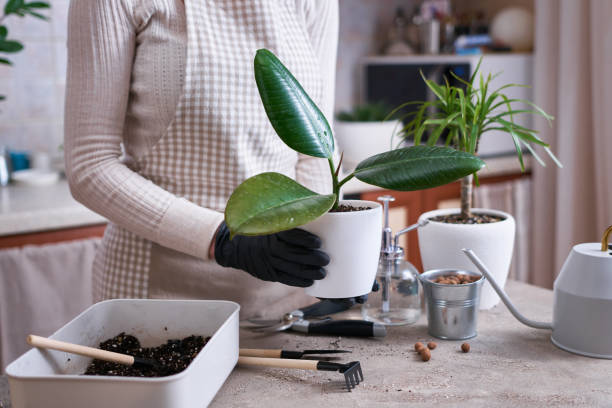 Woman planting Ficus elastica Rooted cutting at home Woman planting Ficus elastica Rooted cutting at home. rooted cutting stock pictures, royalty-free photos & images