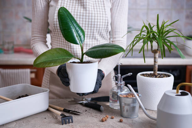 Woman planting Ficus elastica Rooted cutting at home Woman planting Ficus elastica Rooted cutting at home. rooted cutting stock pictures, royalty-free photos & images