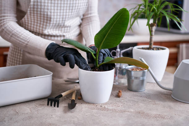Woman planting Ficus elastica Rooted cutting at home Woman planting Ficus elastica Rooted cutting at home. rooted cutting stock pictures, royalty-free photos & images