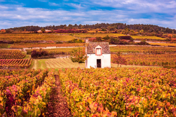 zamek z winnicami w sezonie jesiennym, burgundia, francja - côte d'or zdjęcia i obrazy z banku zdjęć