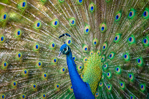 Beautiful Indian peacockÂ displaying his tail