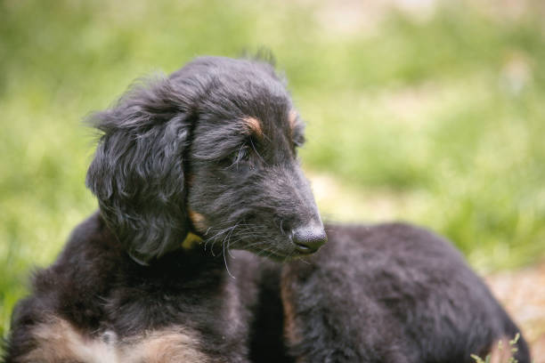 istock Afghan Hound puppy profile portrait 1704110840