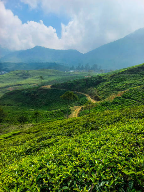 istock Green garden of tea 1704113425