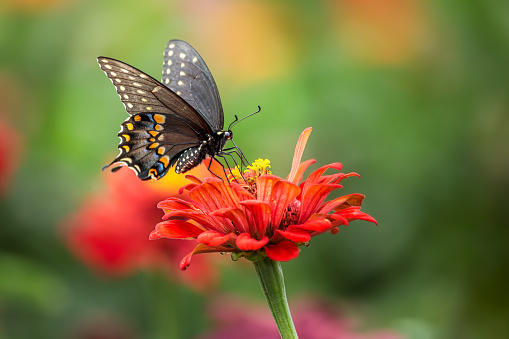 A gorgeous Black Swallowtail Butterfly feeds on a vividly colored red Zinnia flower in the garden on a summer day. The background is a soft bokeh showing the colors of the surrounding flowers.