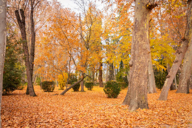 istock autumn forest in mountain area 1704126608
