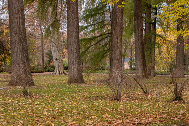 istock autumn forest in mountain area 1704127153