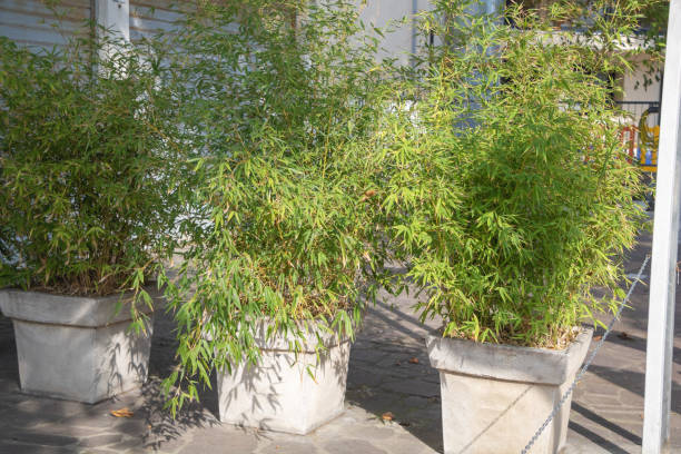 istock Urban Greenery: Bamboo Beauties in Concrete containers 1704128215